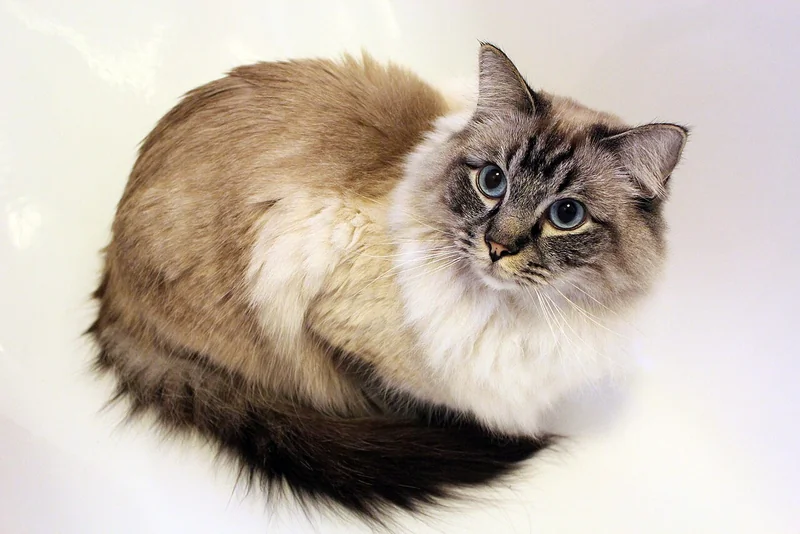 Ragdoll