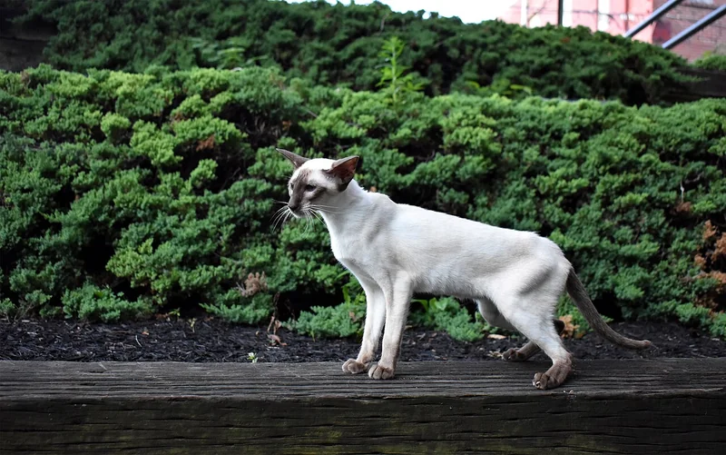 Siamese