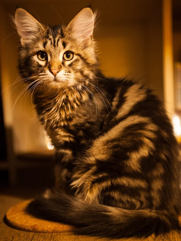 Siberian