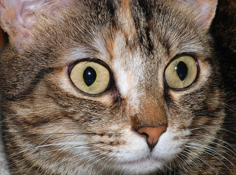 Cat (representative photo — breed-specific image not available)