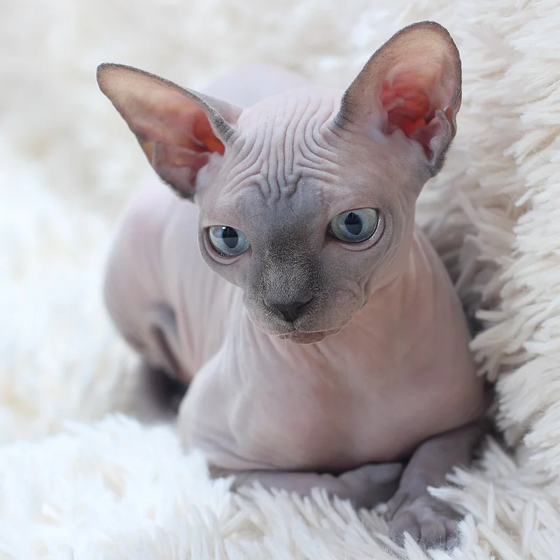 Sphynx
