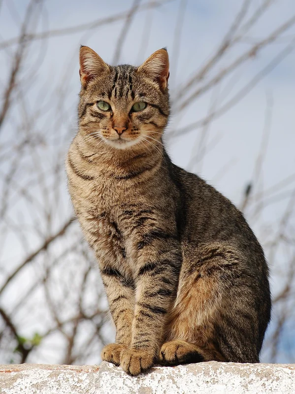 Ussuri cat with wild-type tabby pattern