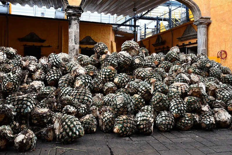 Harvested blue agave hearts (piñas) used to produce tequila, Jalisco, Mexico