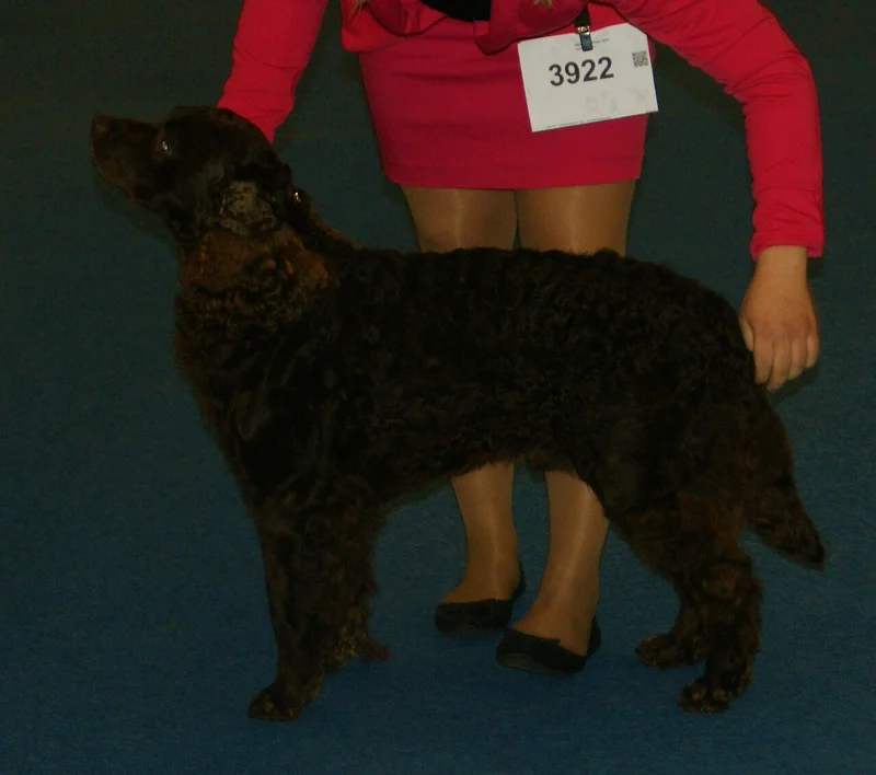 American Water Spaniel