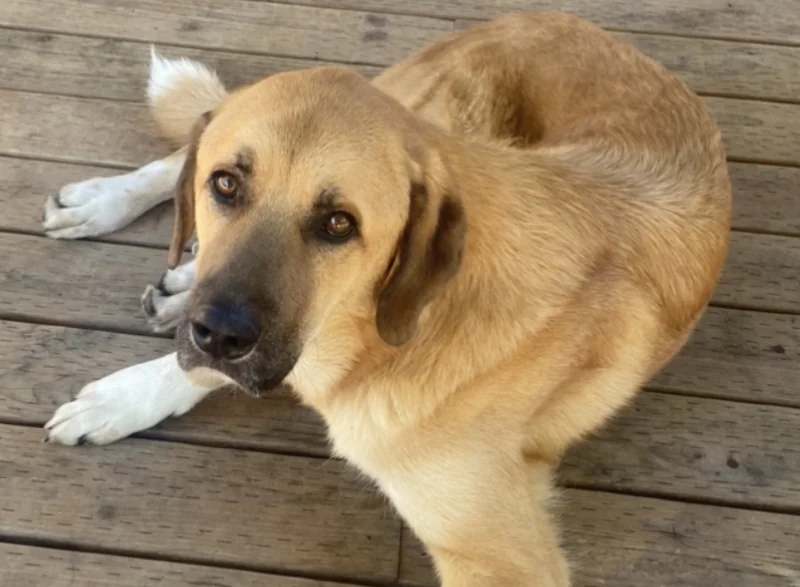 Anatolian Shepherd