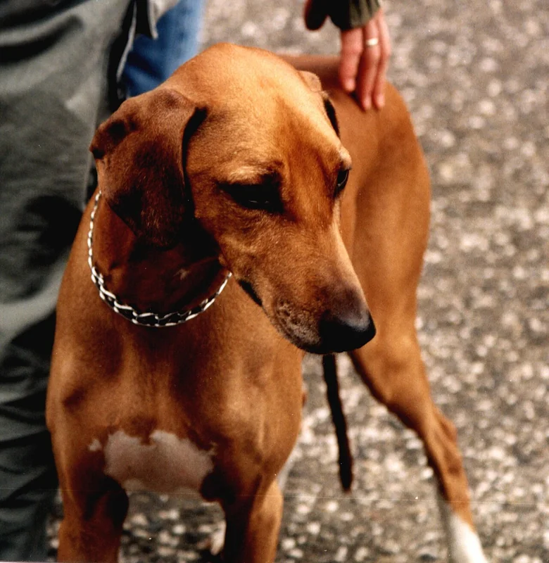 Azawakh sighthound