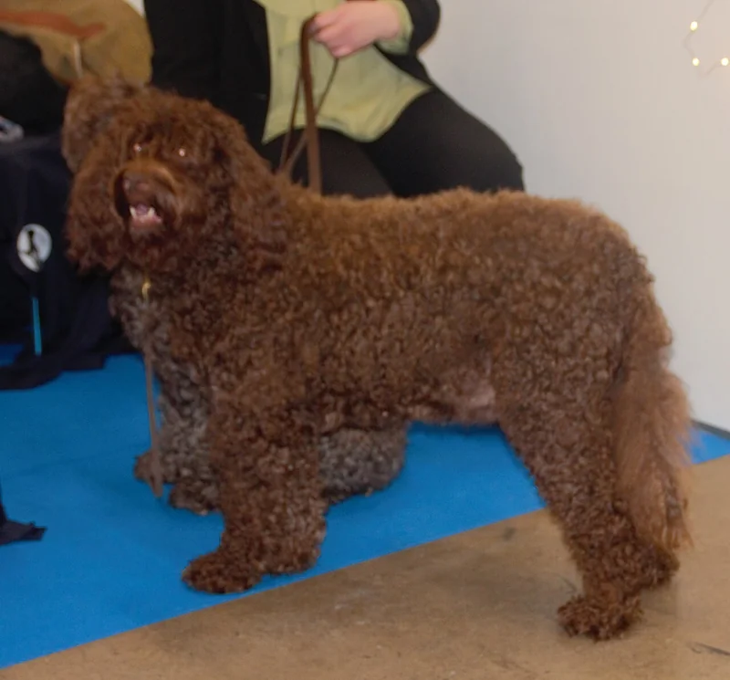 Barbet dog
