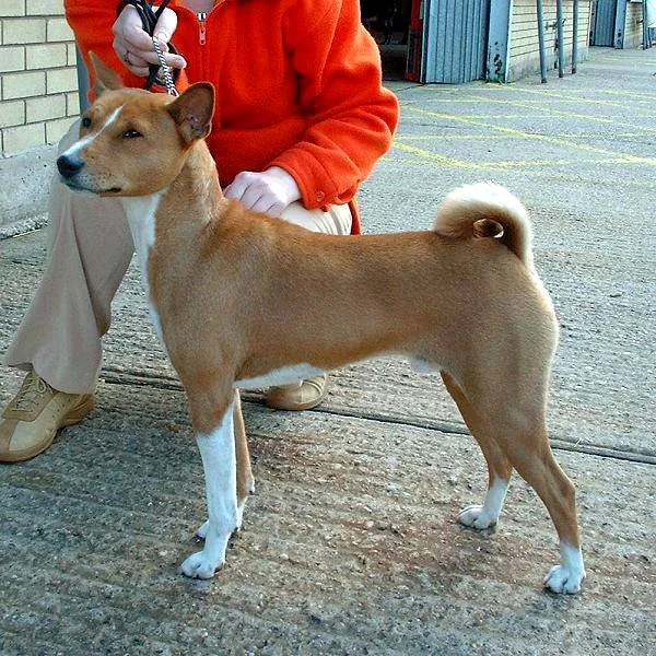 Basenji dog