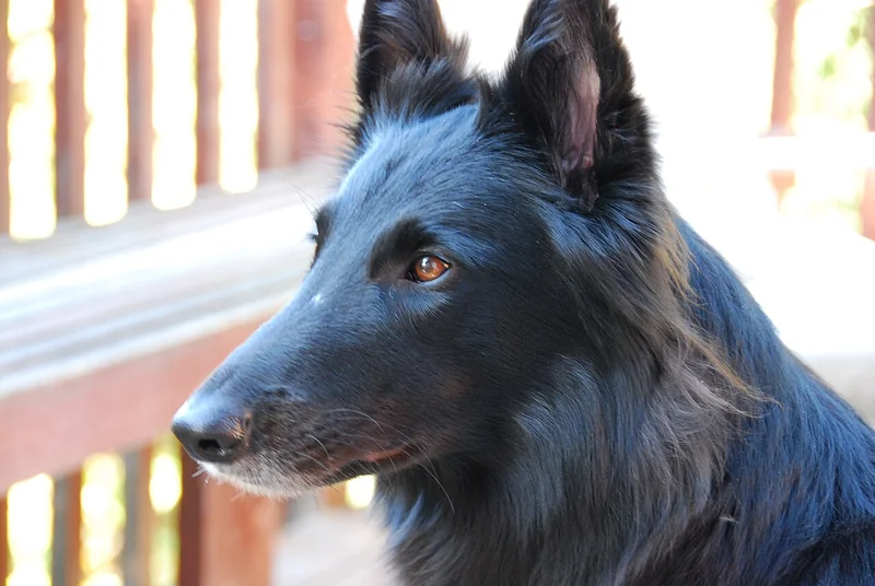 Belgian Sheepdog