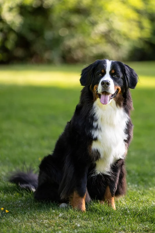 Bernese Mountain Dog