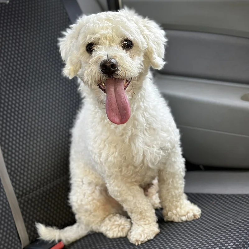 Bichon Frise