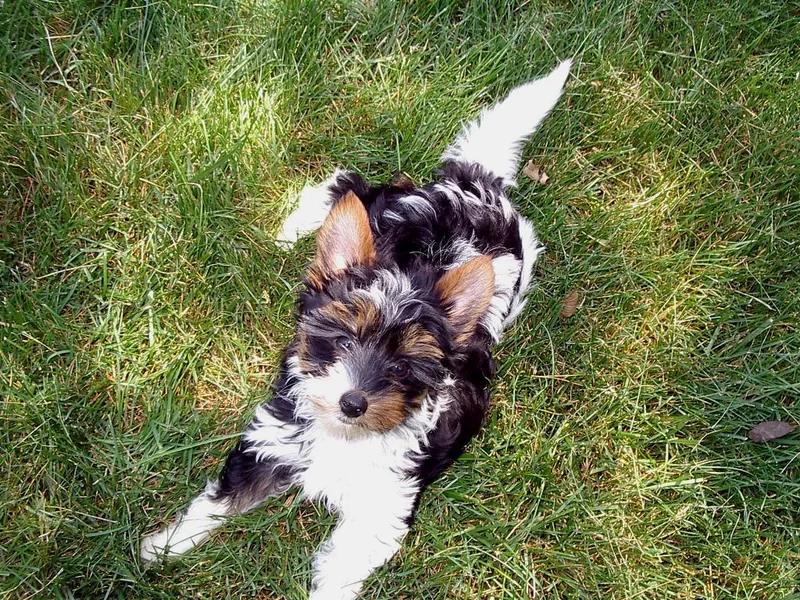 Biewer Terrier