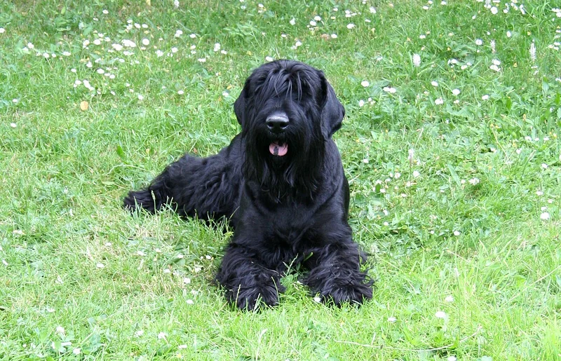 Black Russian Terrier
