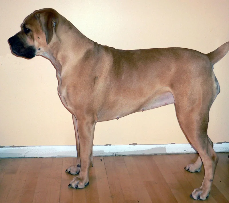 Boerboel dog