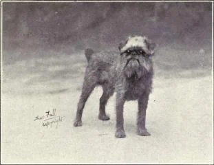 Brussels Griffon