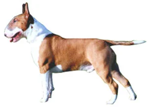 Bull Terrier
