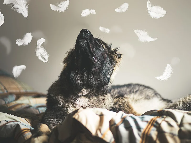 Caucasian Shepherd Dog