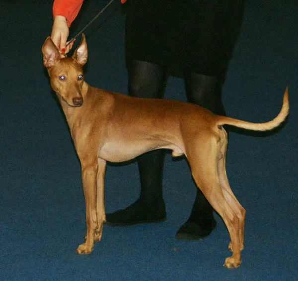 Cirneco dell'Etna