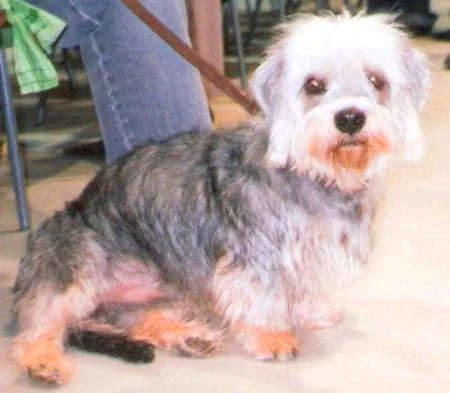 Dandie Dinmont Terrier