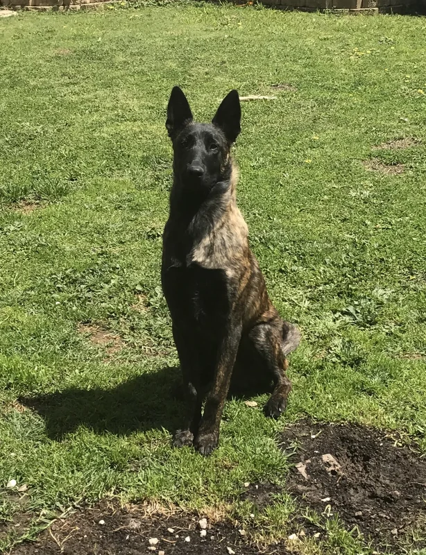 Dutch Shepherd