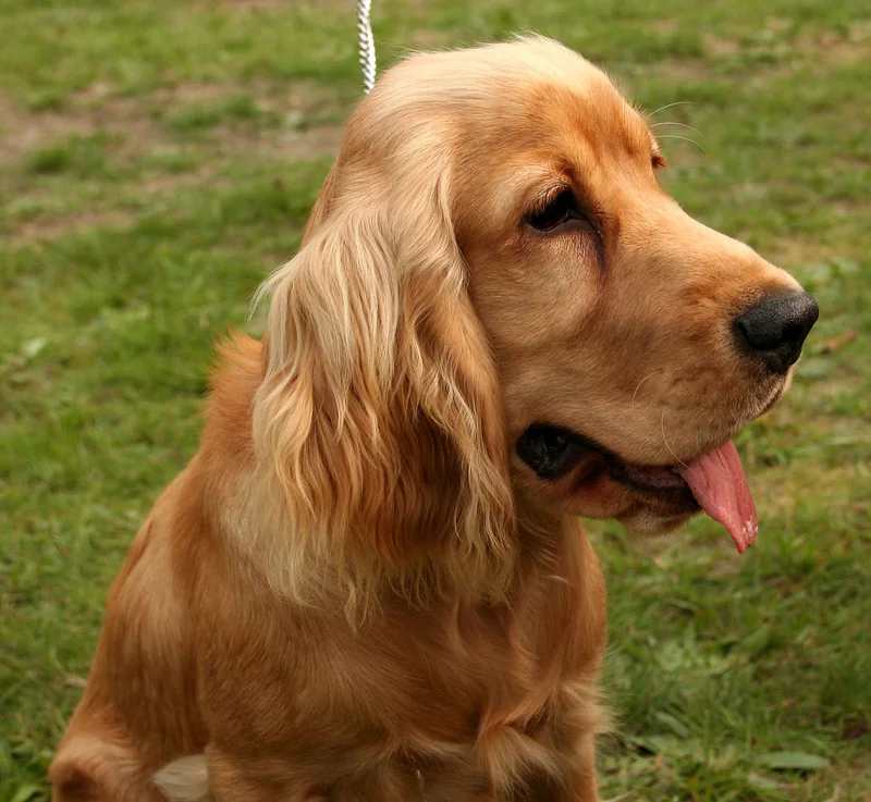 English Cocker Spaniel