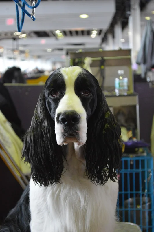 English Springer Spaniel