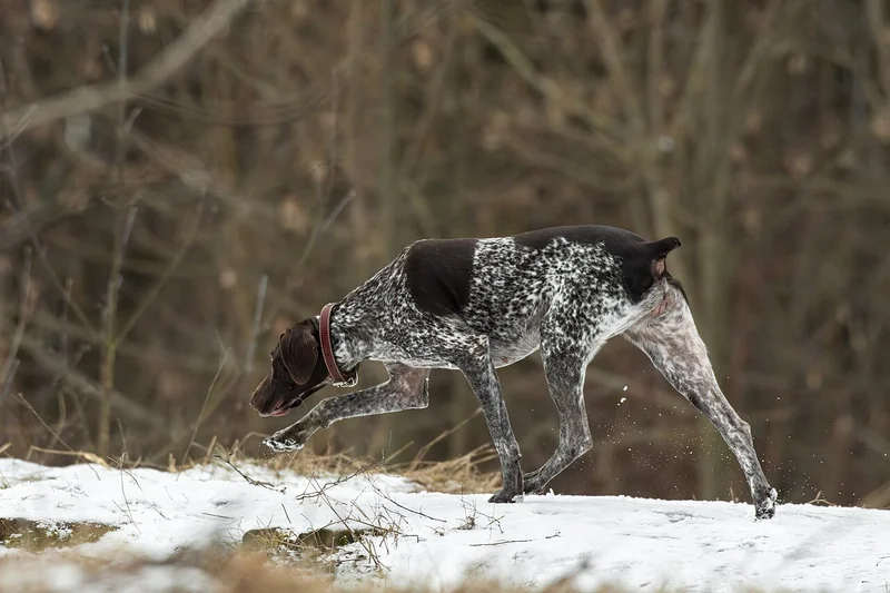 German Shorthaired Pointer