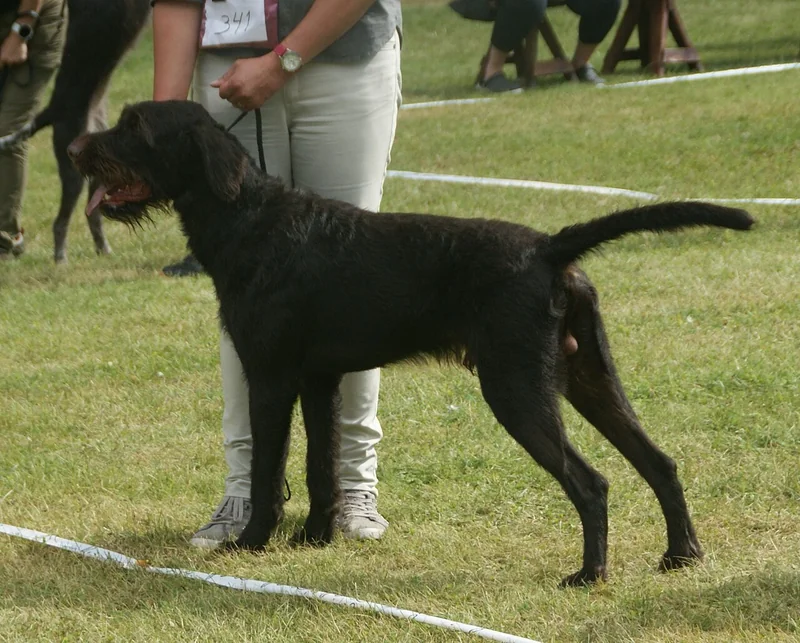 German Wirehaired Pointer