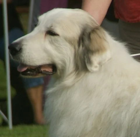 Great Pyrenees