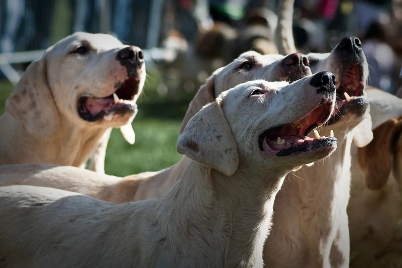 Harrier hound