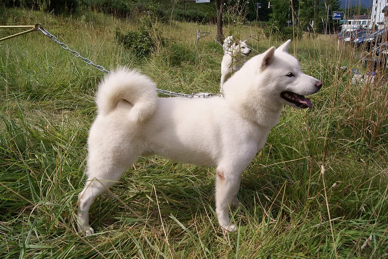 Hokkaido Inu