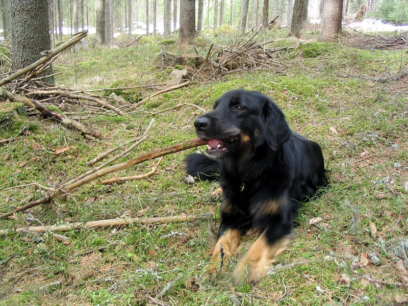 Hovawart dog