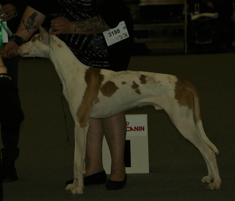 Ibizan Hound