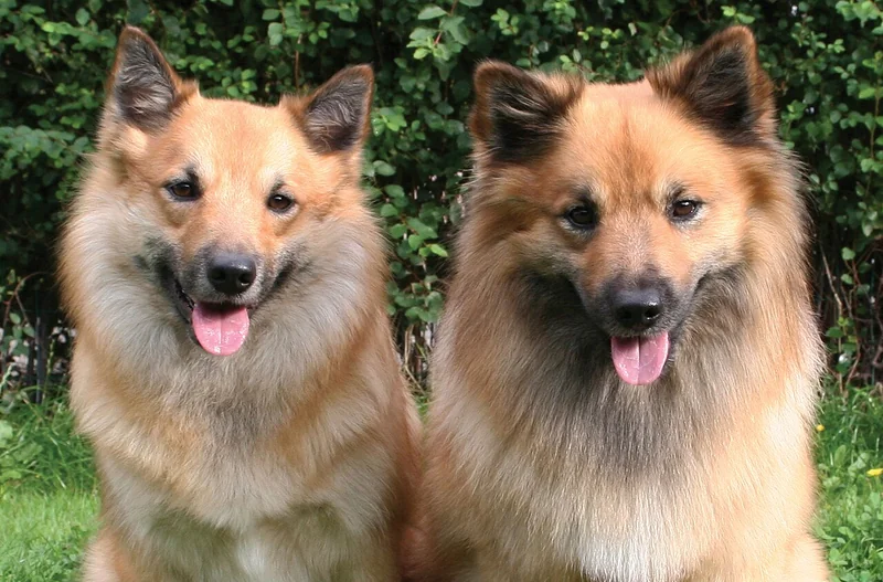 Icelandic Sheepdog