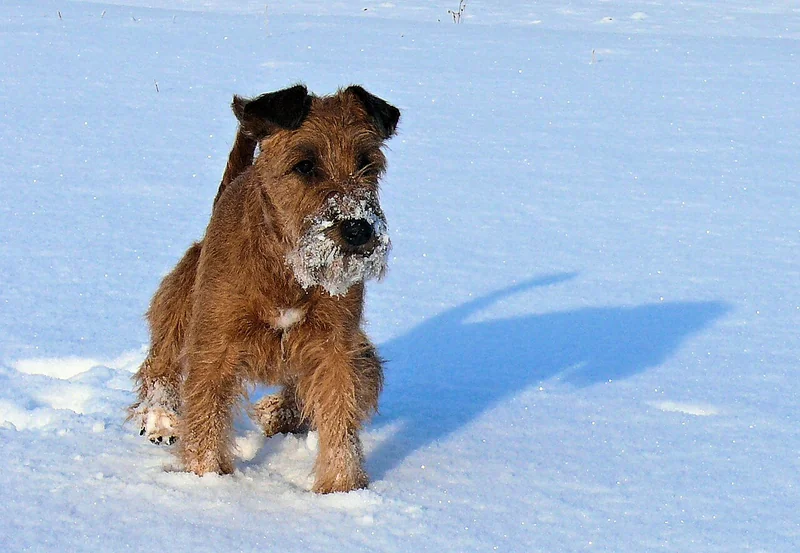 Irish Terrier