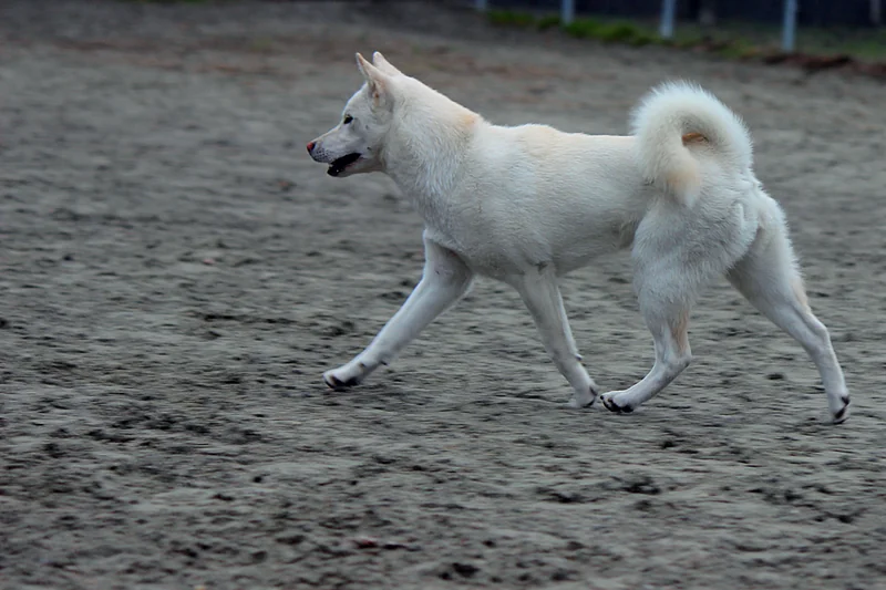 Kishu Ken