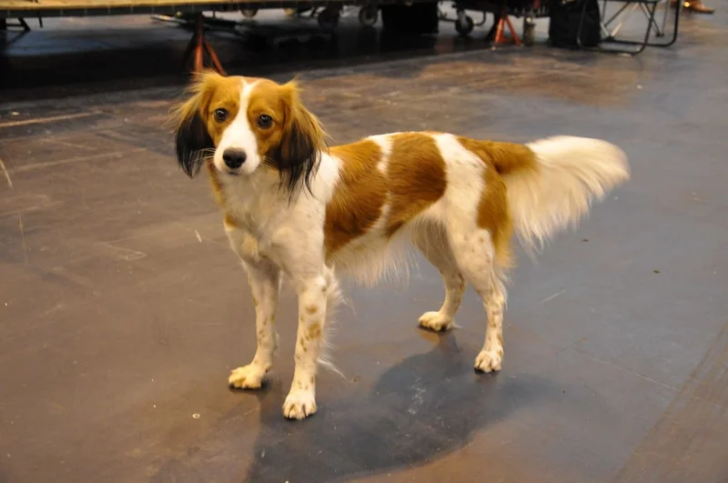 Kooikerhondje