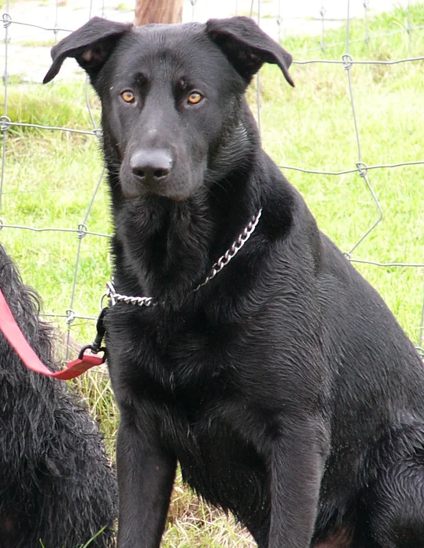 Majorca Shepherd Dog (Ca de Bestiar)