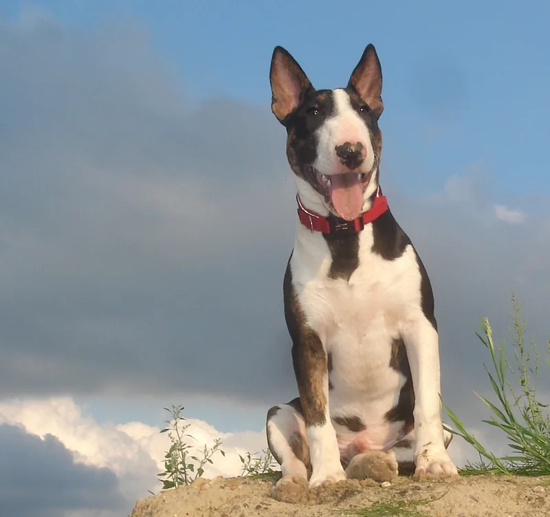 Miniature Bull Terrier