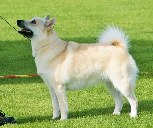 Norwegian Buhund