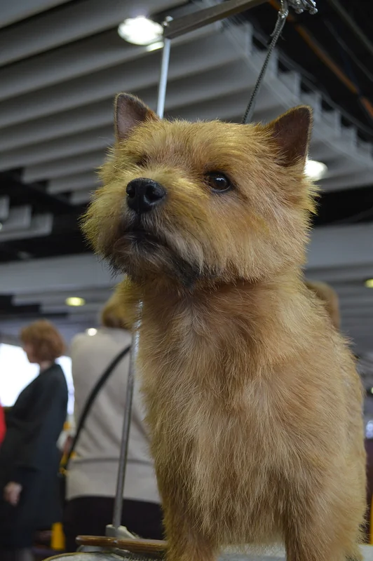 Norwich Terrier