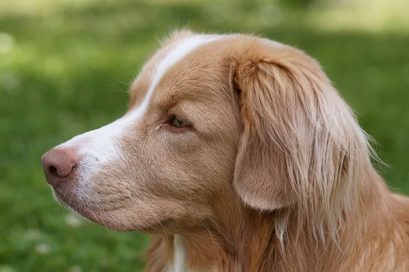 Nova Scotia Duck Tolling Retriever