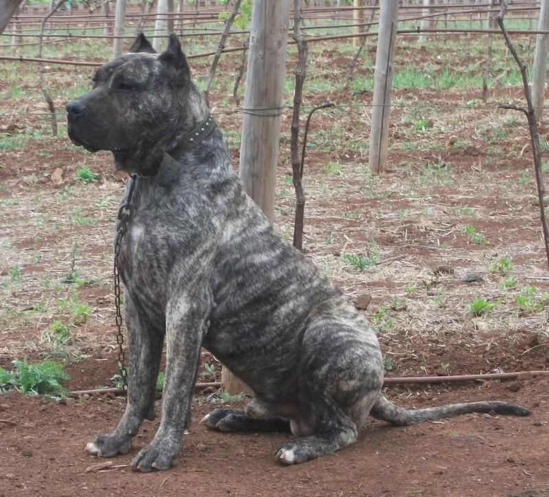 Perro de Presa Canario