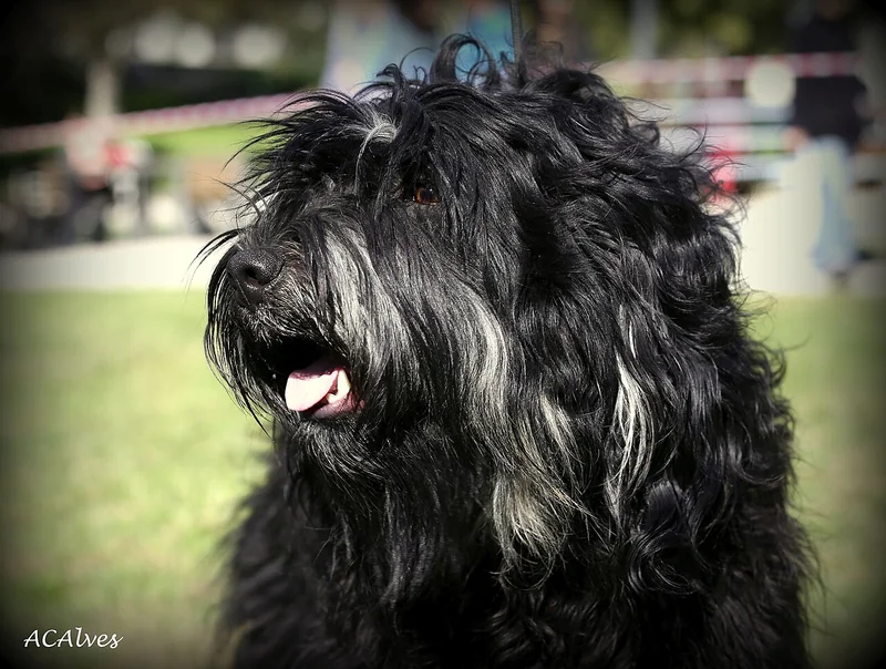 Portuguese Sheepdog (Cão da Serra de Aires)