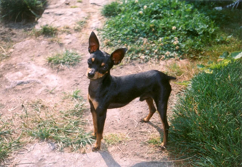 Prague Ratter