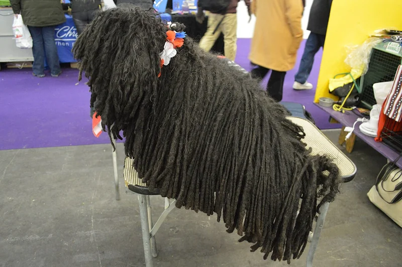 Puli