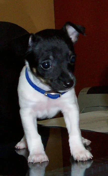 Rat Terrier