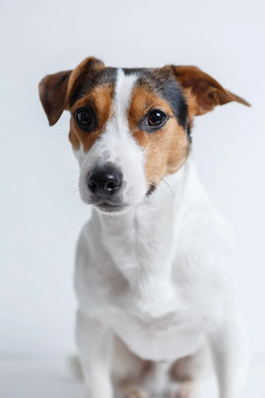 Russell Terrier