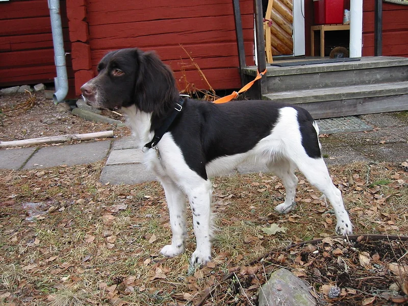 Small Münsterländer