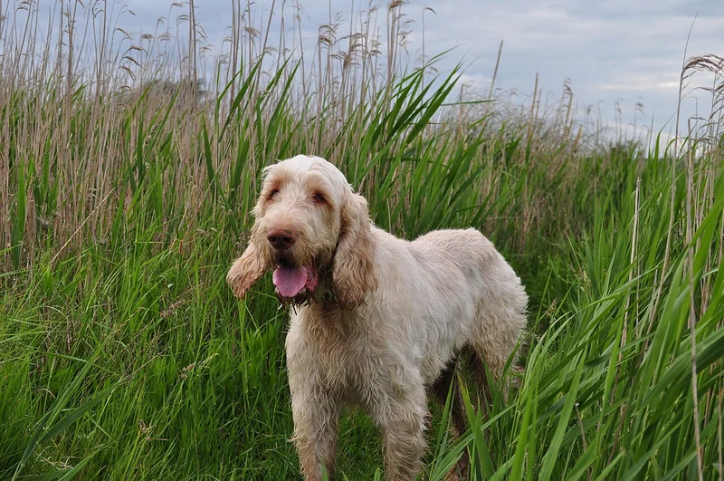 Spinone Italiano